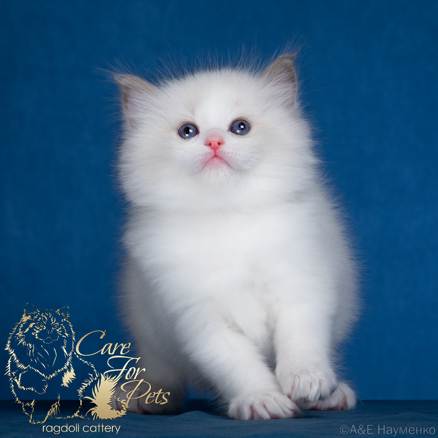 ragdoll kitten Flower