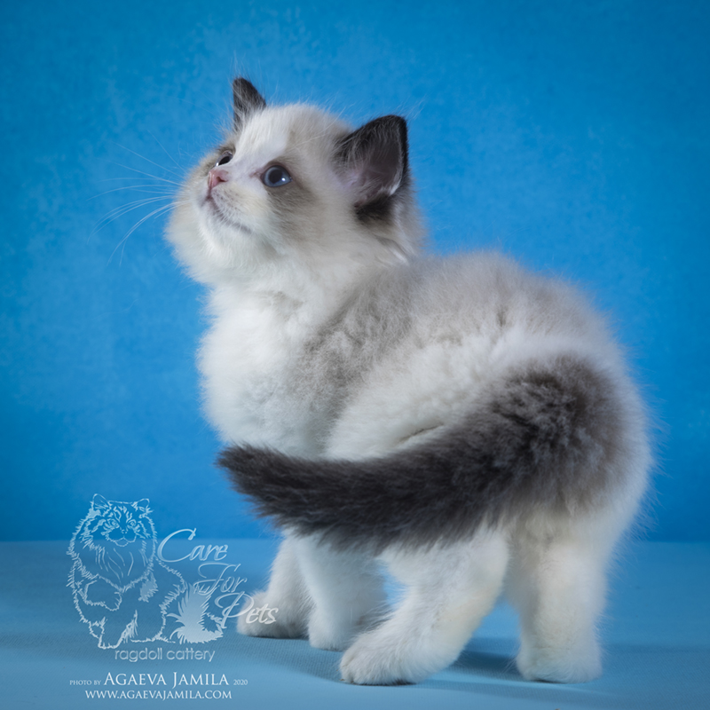 Ragdoll kittens photo