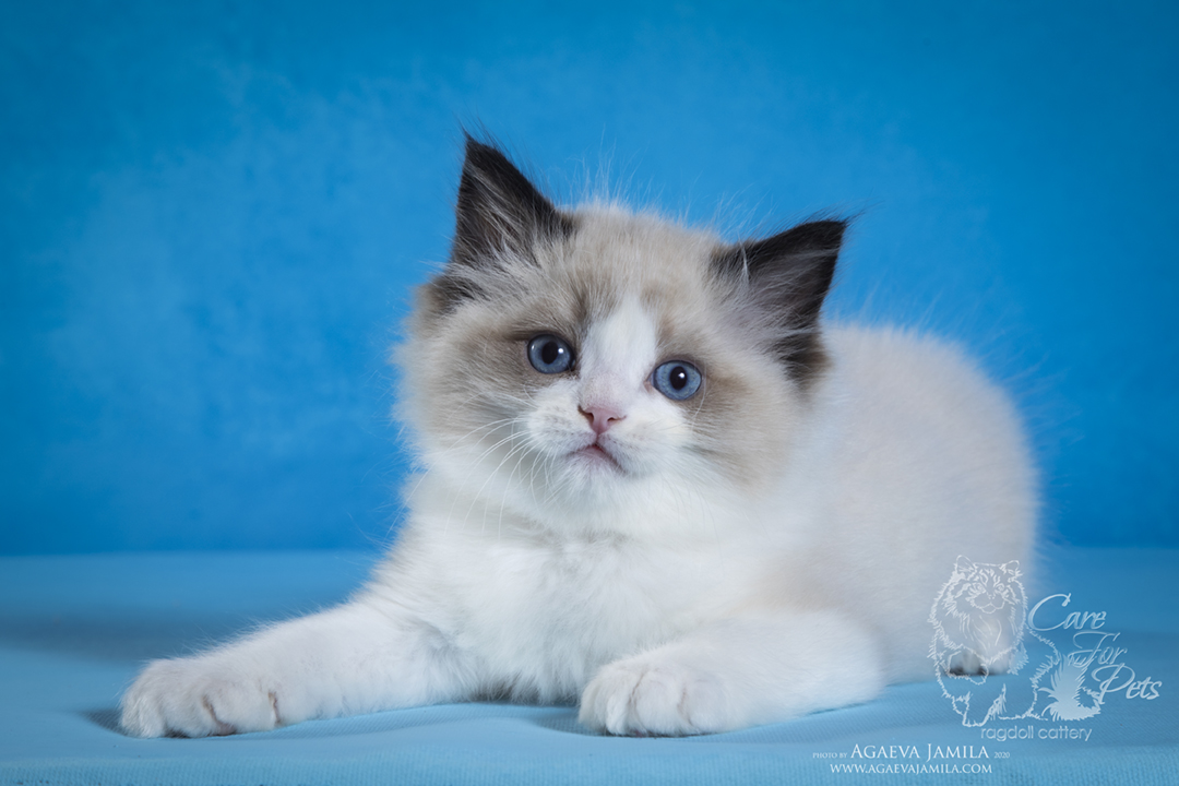 ragdoll kitten