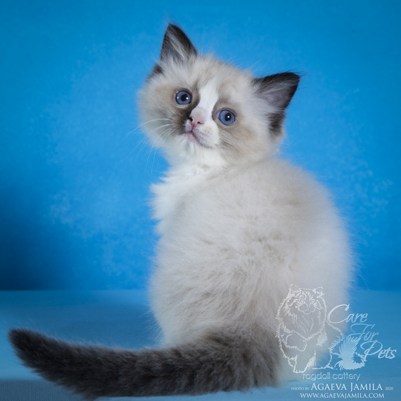 ragdoll kitten