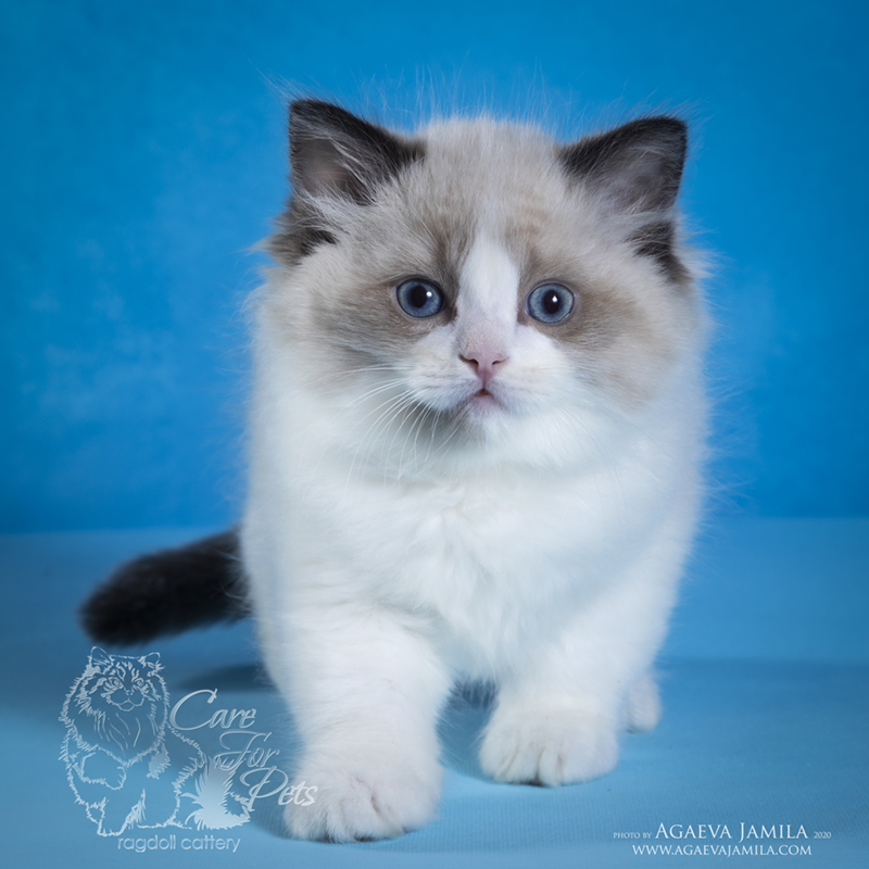 ragdoll kitten