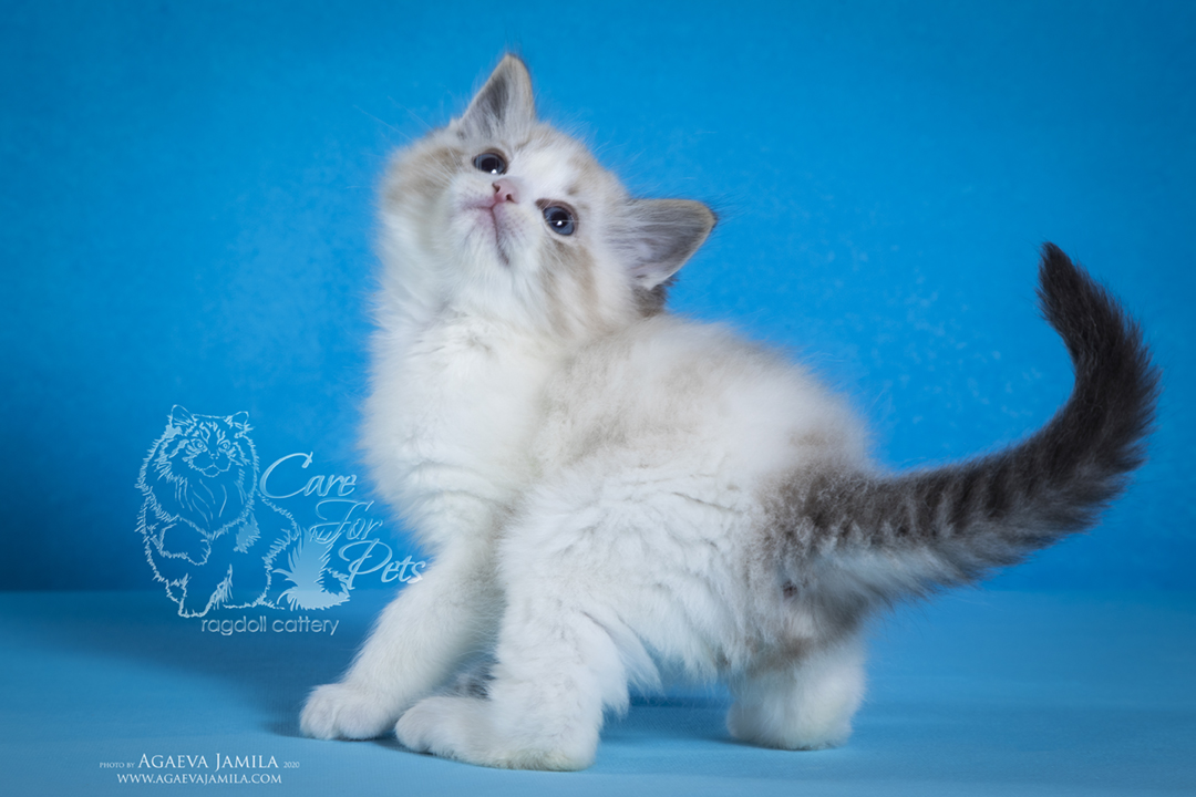 Ragdoll kitten photo