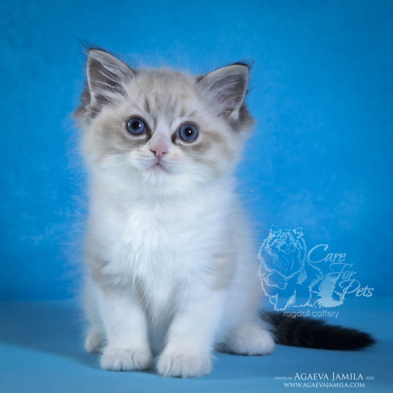 Ragdoll kitten photo