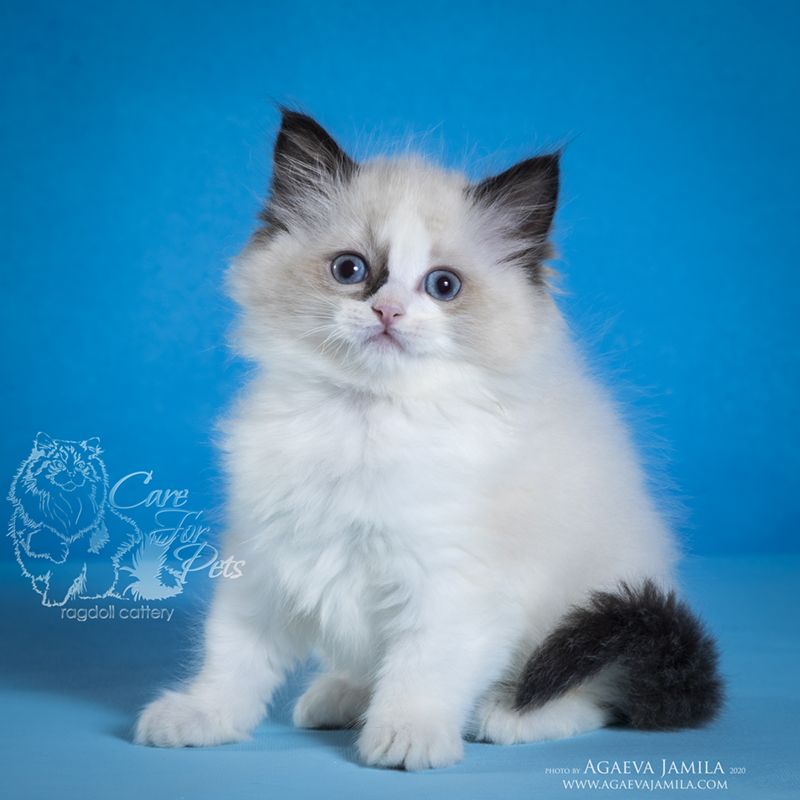 Ragdoll kitten