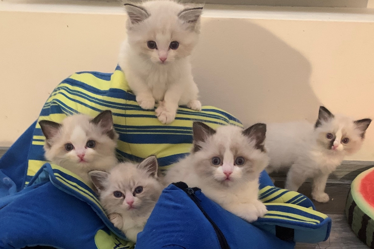 ragdoll kittens