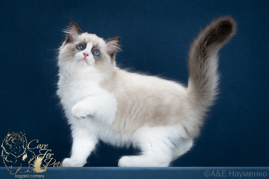 ragdoll kitten Gema