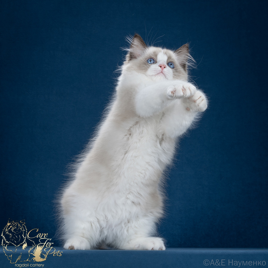 ragdoll kitten Golden Dream