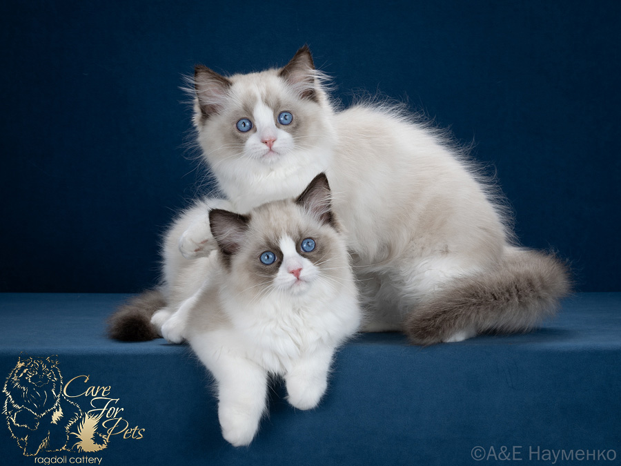 litter G-2026  ragdoll kittens