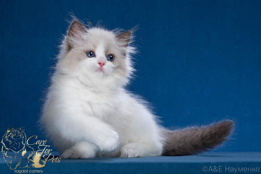 ragdoll kitten Gabrielle