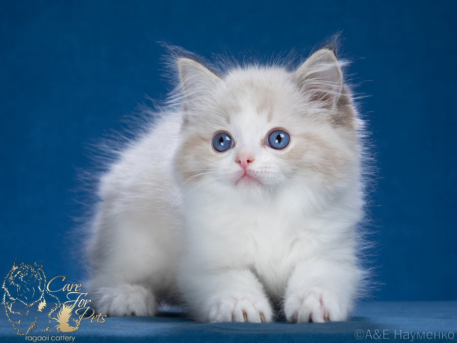 ragdoll kitten Gin CareForPets