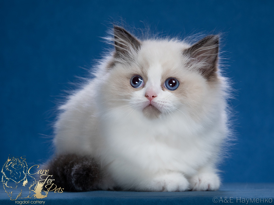 ragdoll kitten Grace