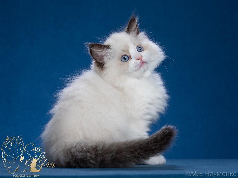 ragdoll kitten Gretta