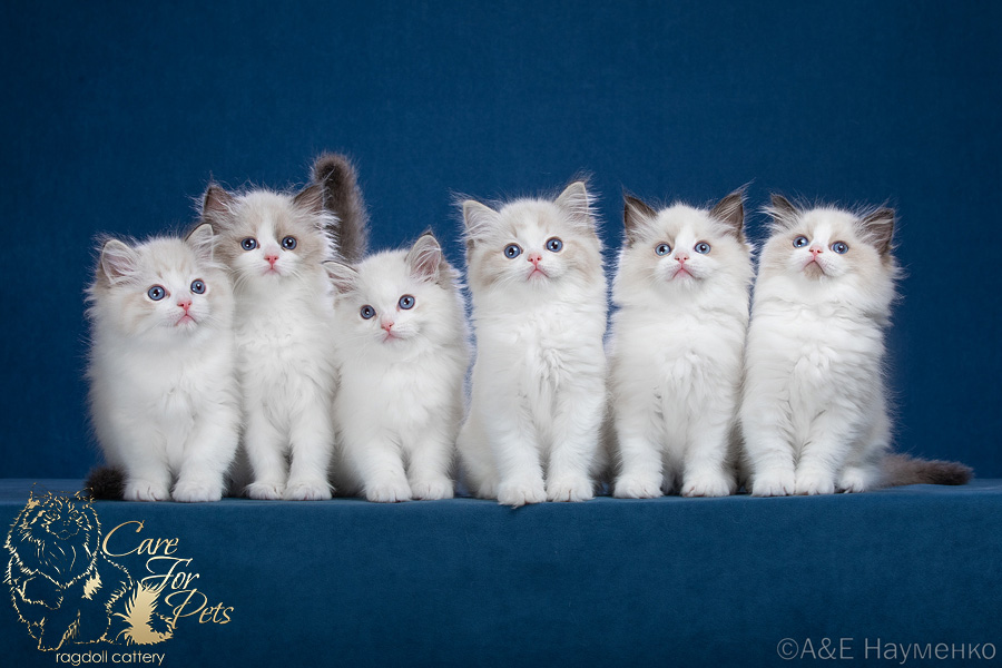 litter G ragdoll kittens