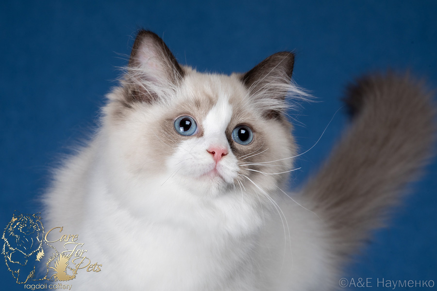 ragdoll kitten Hamlet