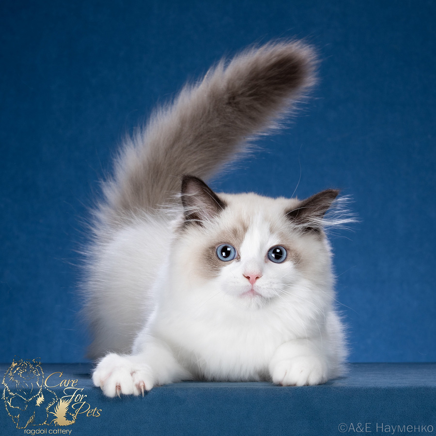 ragdoll kitten Harry