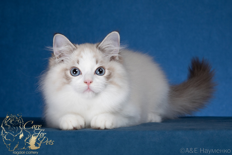 ragdoll kitten Hope CareForPets