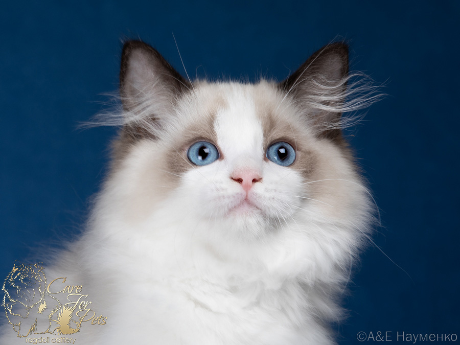 ragdoll kitten Huge