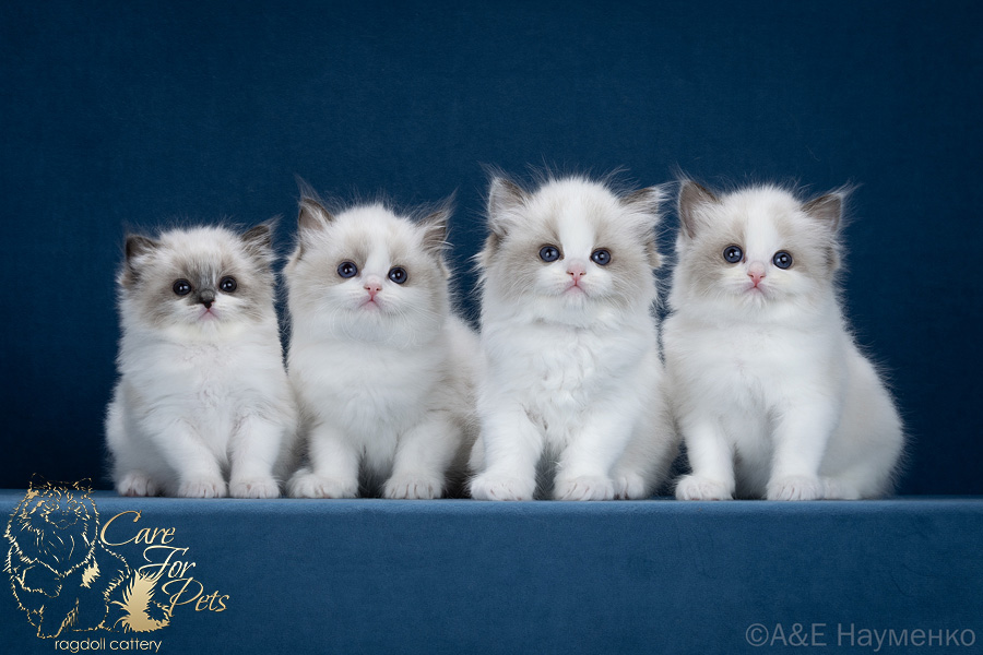litter I-2025 ragdoll kittens