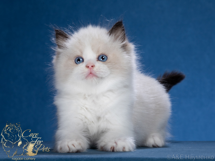 ragdoll kitten Jack CareForPets