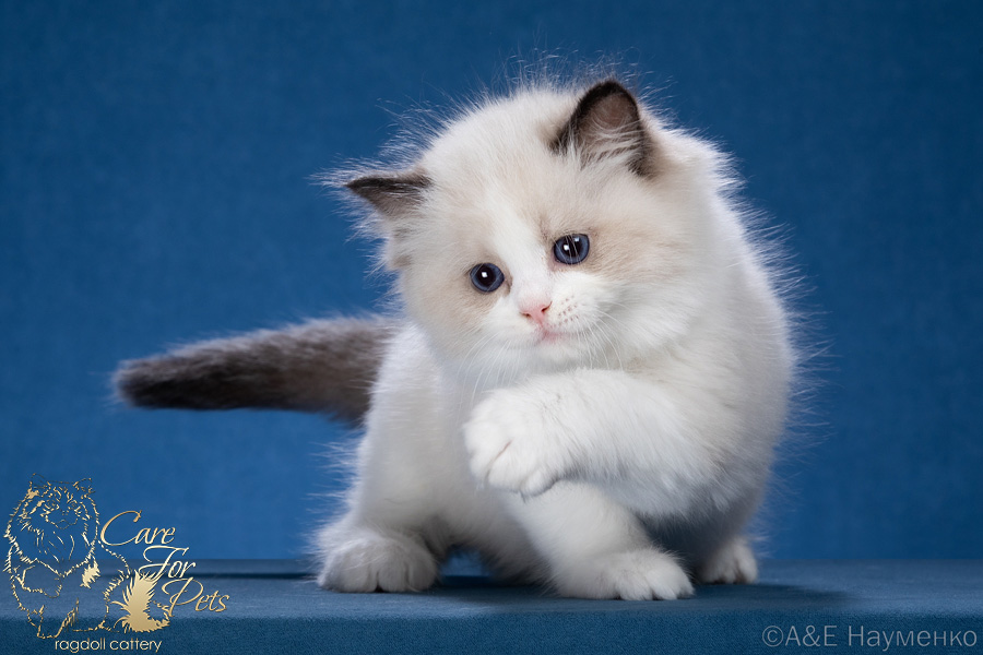 ragdoll kitten Jessie