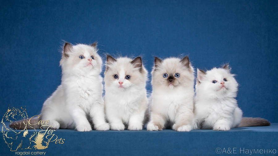 litter J-2023 ragdoll kittens