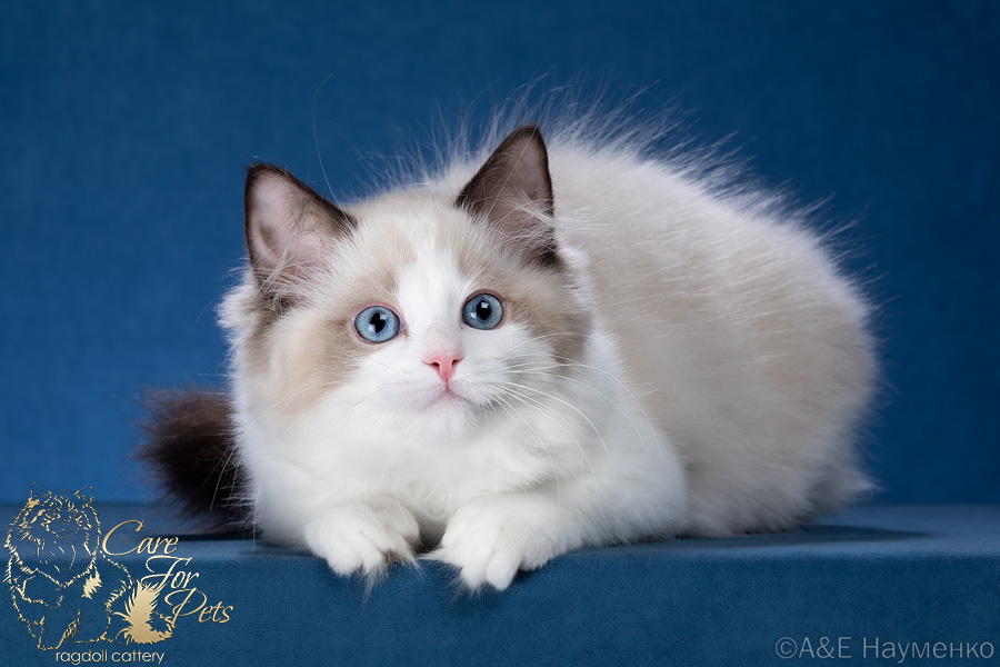 ragdoll kitten Kate