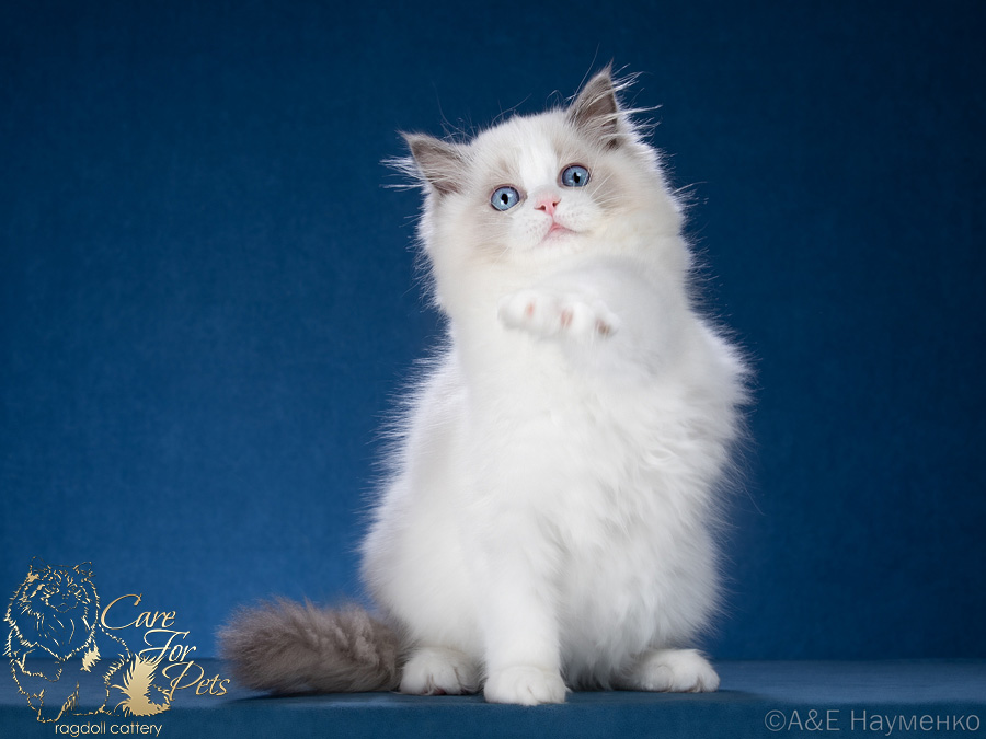 ragdoll kitten Kelly CareForPets