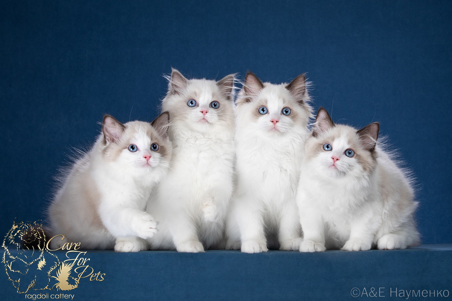 litter H-2023 ragdoll kittens