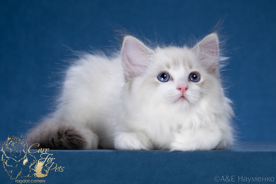 ragdoll kitten Liama