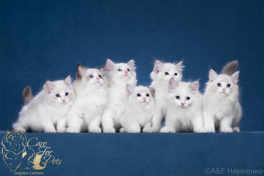 litter l-2023 ragdoll kittens