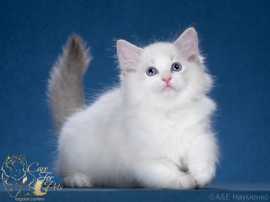 ragdoll kitten Lord CareForPets