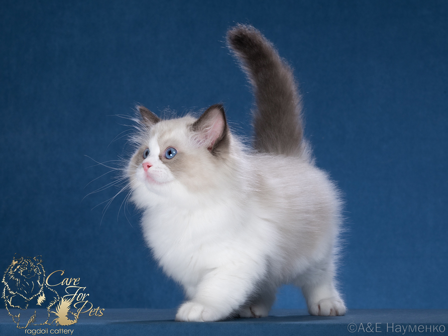 ragdoll kitten Loving CareForPets