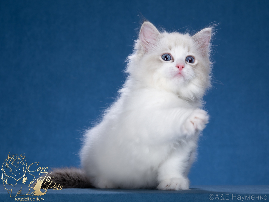 ragdoll kitten Luxury CareForPets