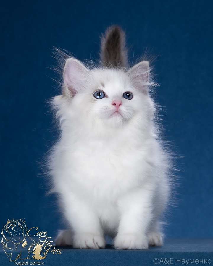 ragdoll kitten Lyolik CareForPets