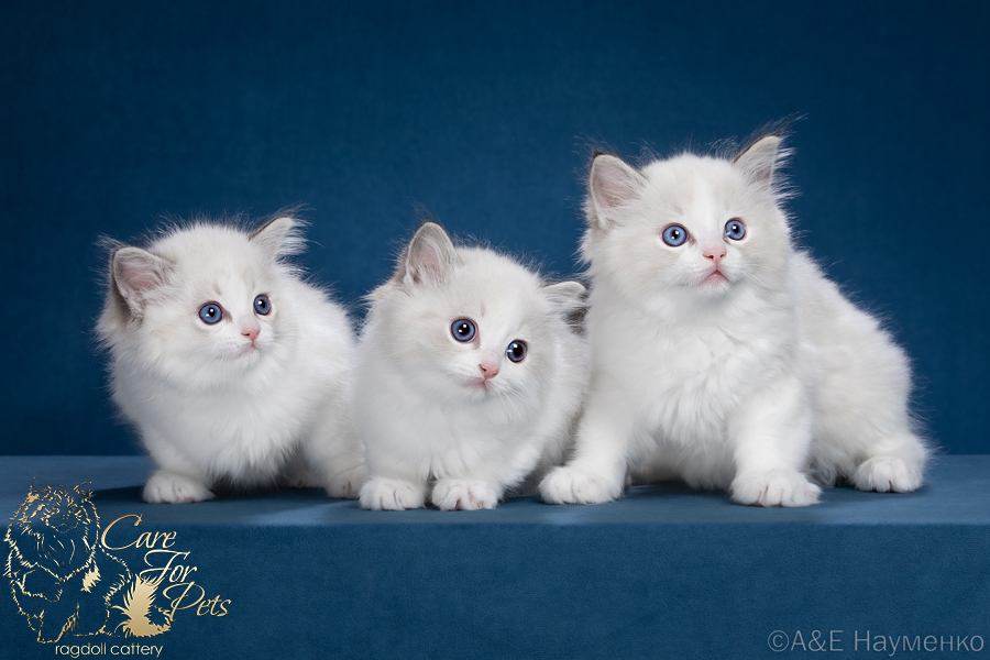 litter n-2023 ragdoll kittens