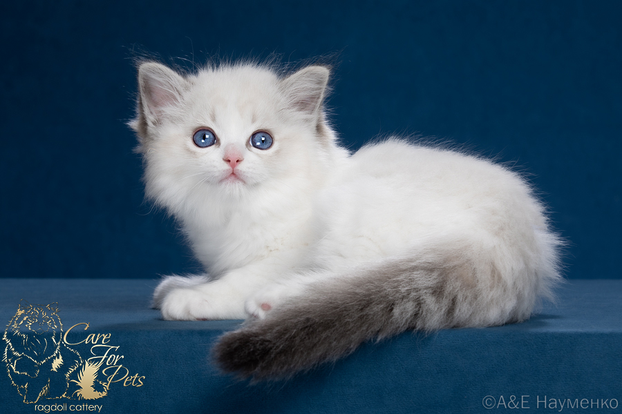 ragdoll kitten Nancy