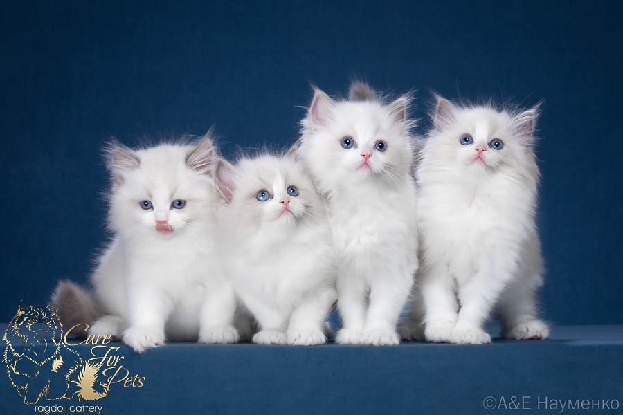 litter n-2023 ragdoll kittens