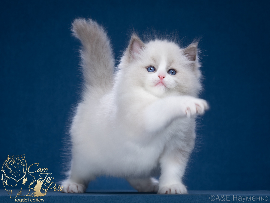 ragdoll kitten Only