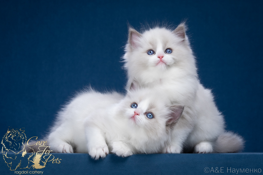 litter p-2023 ragdoll kittens