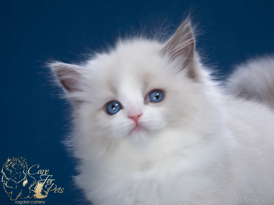 ragdoll kitten Pia CareForPets*RU