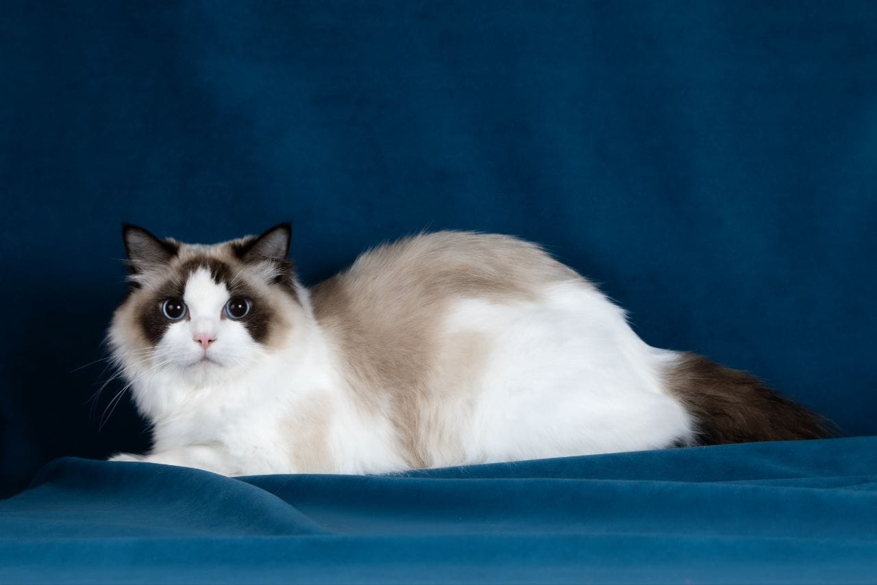 u-kitti-ragdoll seal point bicolor