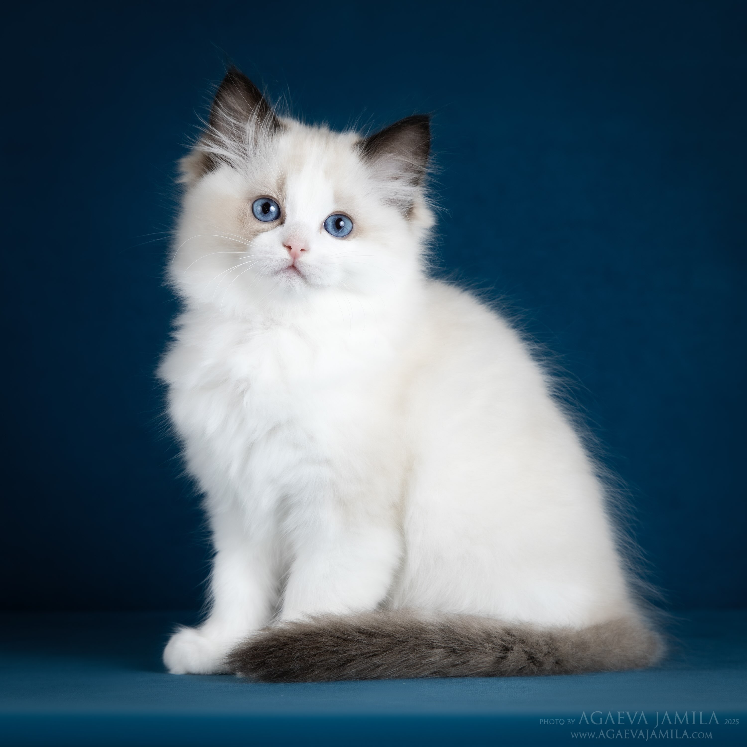 ragdoll kitten Plusha