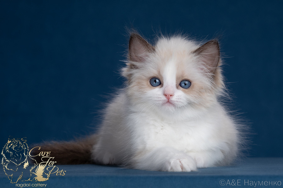 ragdoll kitten Queenie