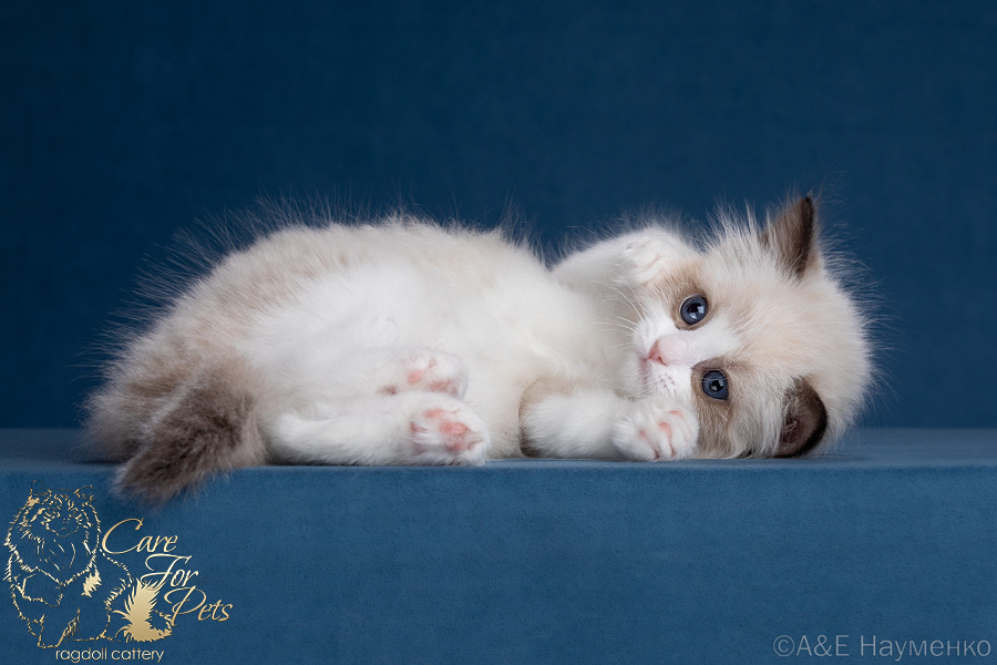 ragdoll kitten Quest