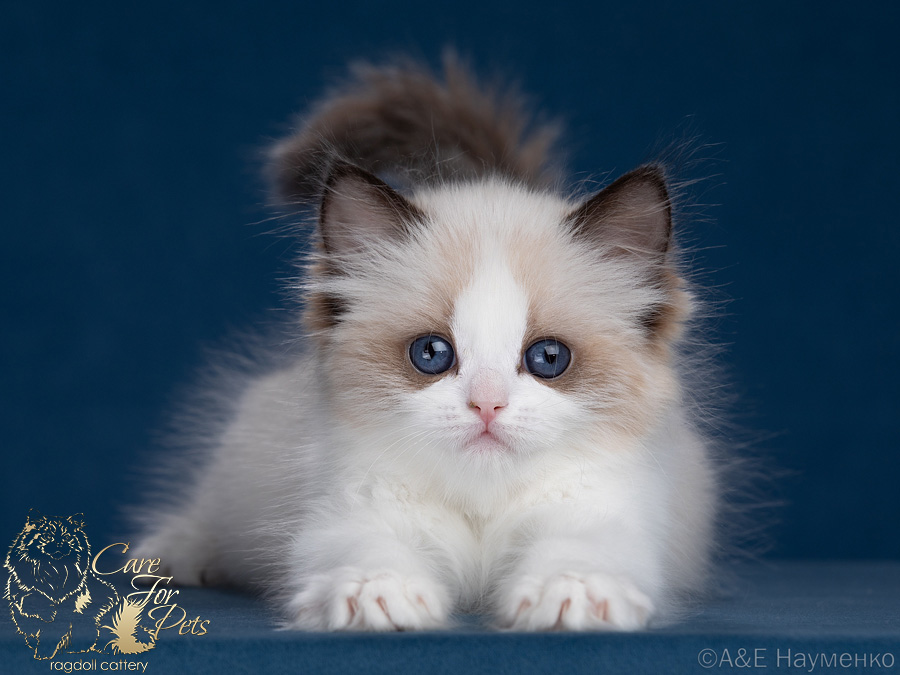 ragdoll kitten Quincy