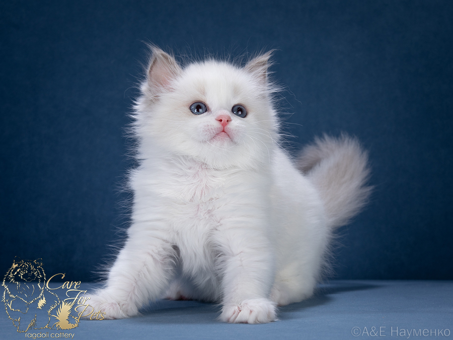 rag doll kitten qua-va