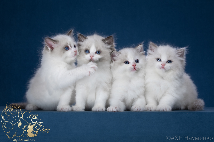 litter r-2023 ragdoll kittens