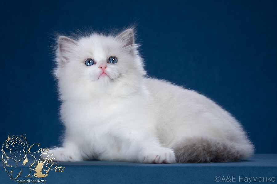 ragdoll kitten Racy