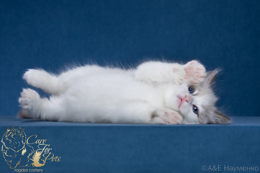 ragdoll Richard CareForPets*RU