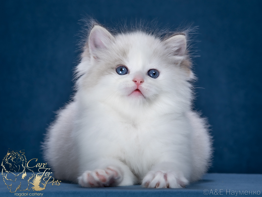 Ragdoll Ronnie CareForPets*RU